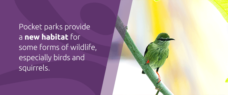 Pocket parks provide a new habitat for some form of wildlife, especially birds and squirrels.